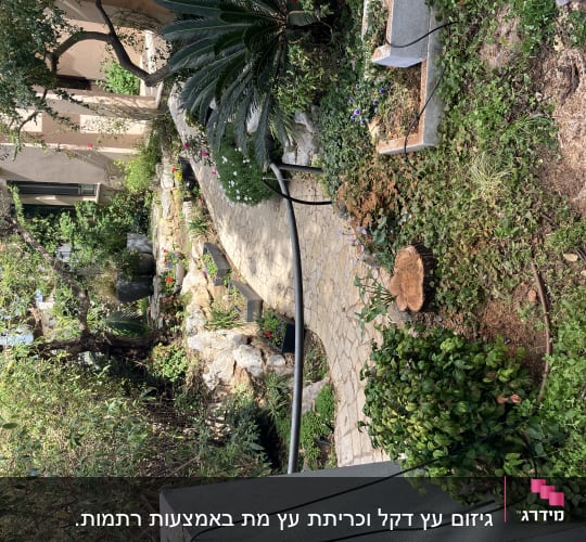 גזע עץ כרות בגינה עם צמחייה מסביב